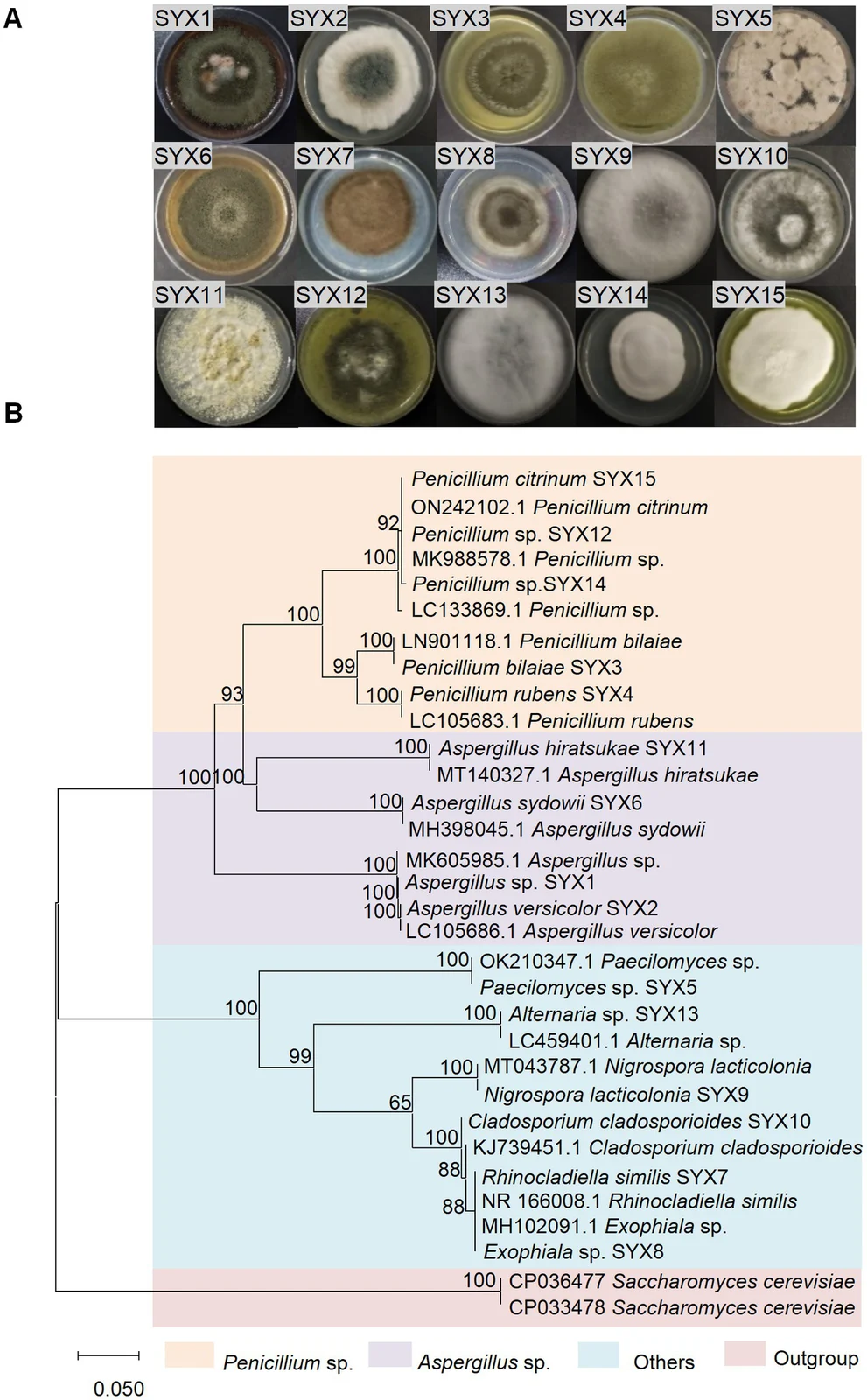 Penicillium rubens strain SYX4, fourth culture in the top row, among fifteen sediment-derived fungal cultures and an ITS phylogeny, Deng and colleagues 2023 figure 1