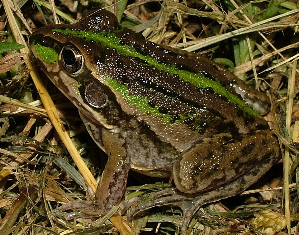 Striped Burrowing Frog (Cyclorana alboguttata)