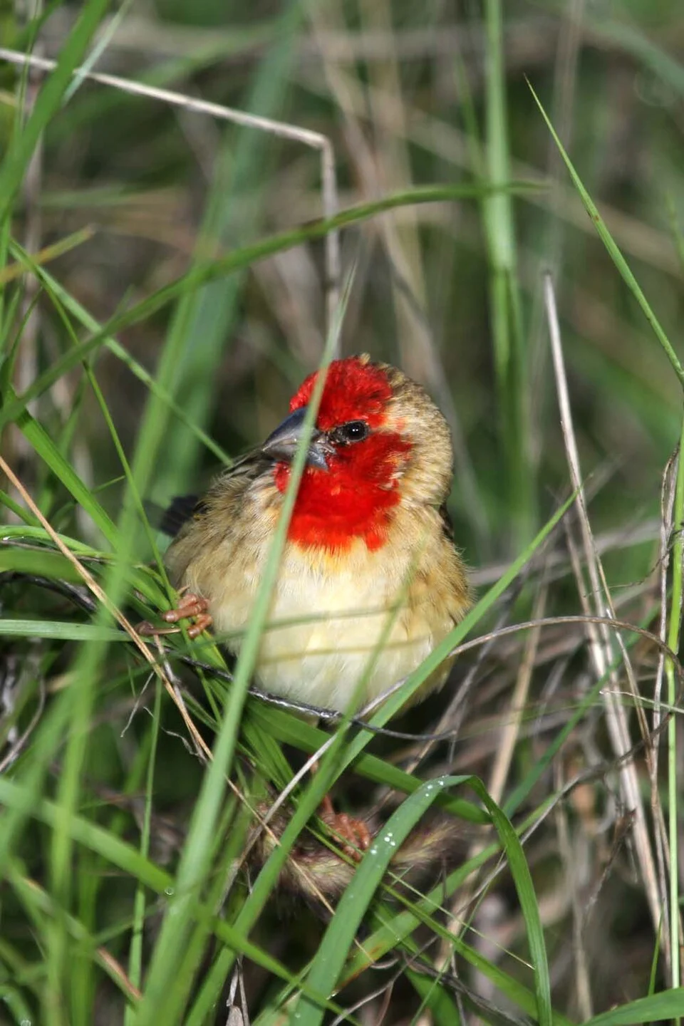 As those are the first pictures of this species in the database, this is another one in a typical position - in the grass...