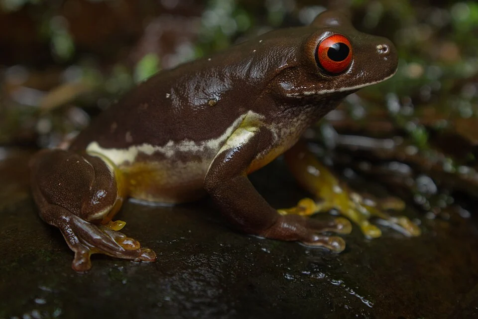 Rana de la familia hylidae endémica de Costa Rica y oeste Panamameño
