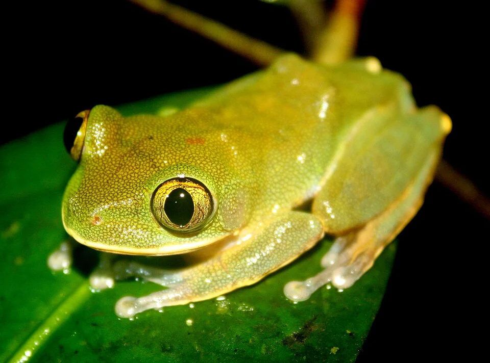 Tai Forest Tree Frog (Leptopelis occidentalis)