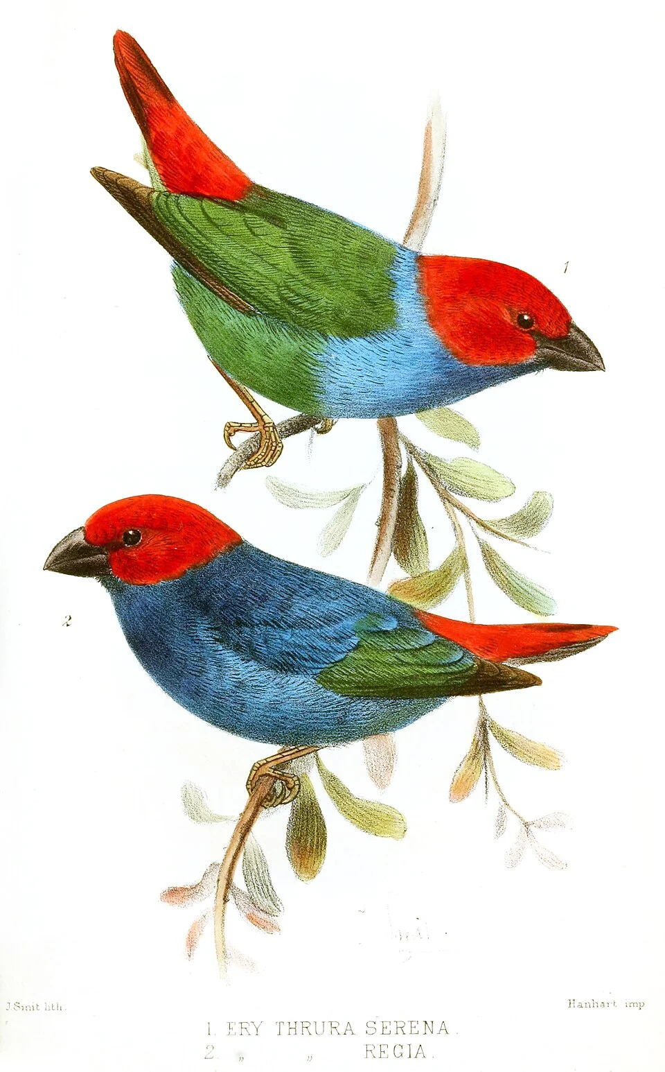 1. « Erythrospiza serena » = Erythrura regia serena (Subspecies of Royal Parrotfinch)
2. « Erythrospiza regia » = Erythrura regia regia (Subspecies of Royal Parrotfinch)