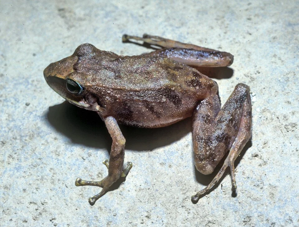 Pristimantis rhabdolaemus