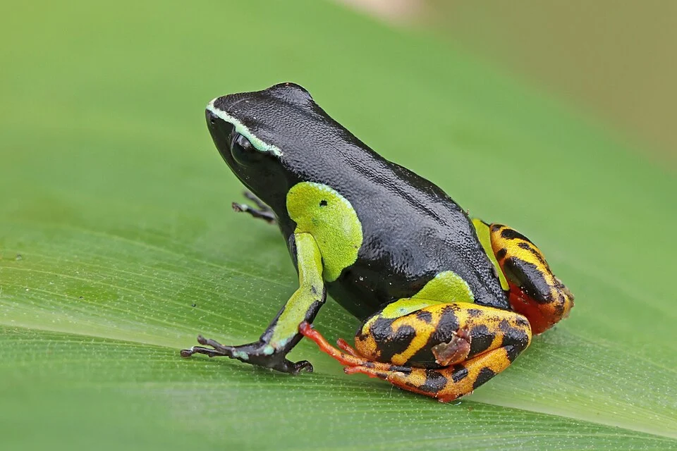 Variegated golden frog (Mantella baroni), Ranomafana National Park, Madagascar
