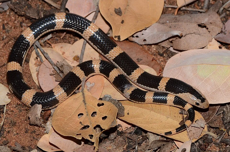 Highveld Garter Snake (Elapsoidea sundevallii)