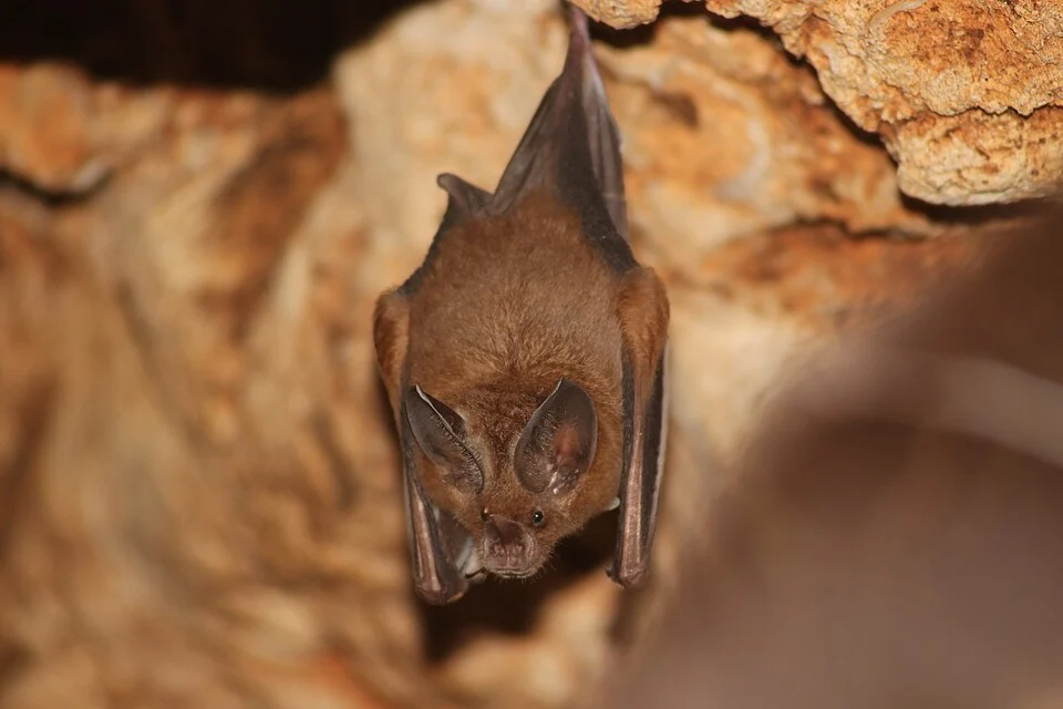 Cozumelan Golden Bat (Mimon cozumelae)