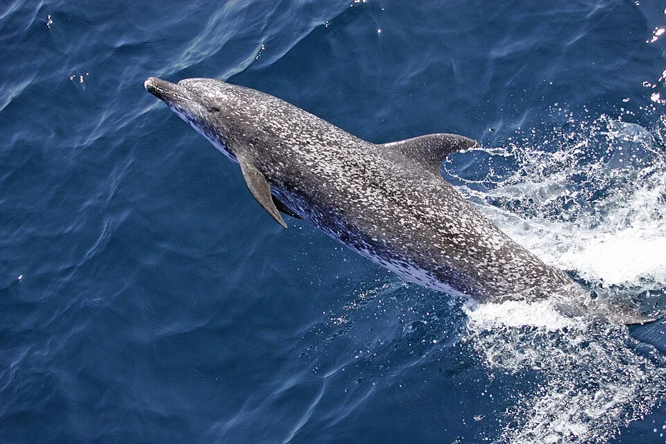 Atlantic spotted dolphin (Stenella frontalis)
The original NOAA image has been modified by adjusting tone and brightness.
