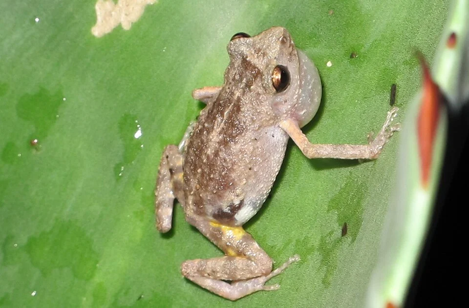 Photo of Eleutherodactylus dilatus uploaded from iNaturalist.