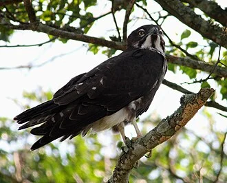 Bat hawk (Macheiramphus alcinus) at Cape Vidal, Northern Natal, South Africa