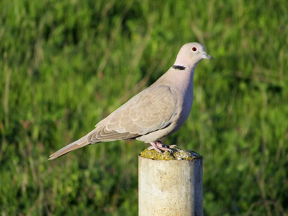 Eurasian Collared Dove Streptopelia decaocto, Dobri Dol, Plovdiv, Bulgaria (close to the species' type locality).