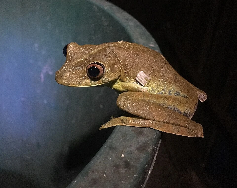 Upper Orinoco Tree Frog (Boana wavrini). Species of amphibian.