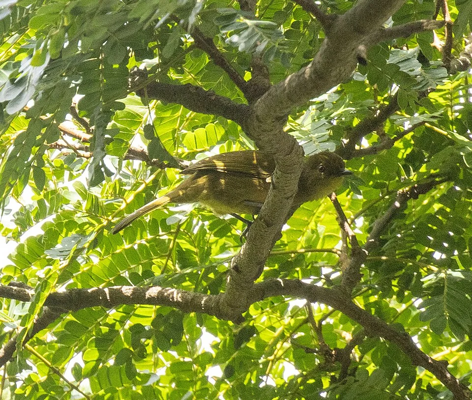 Arizelocichla montana, Cameroon, 2026-04-01 (iNaturalist).