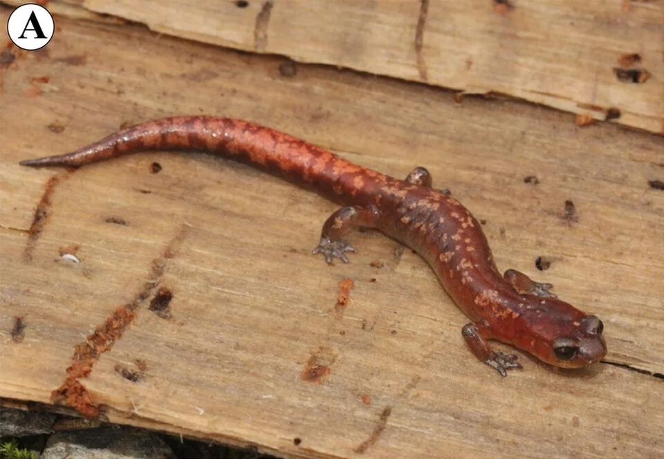 Salamander Pseudoeurycea aurantia from Peña Verde, Oaxaca, Mexico