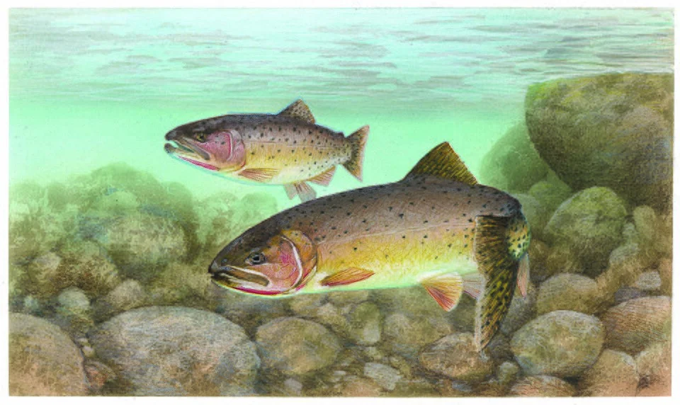 Image title: Trout cutthroat fish oncorhynchus clarkii clarkii
Image from Public domain images website, http://www.public-domain-image.com/full-image/fauna-animals-public-domain-images-pictures/fishes-public-domain-images-pictures/trout-fishes-pictures/trout-cutthroat-fish-oncorhynchus-clarkii-clarkii.jpg.html