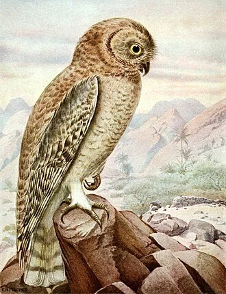 Strix butleri