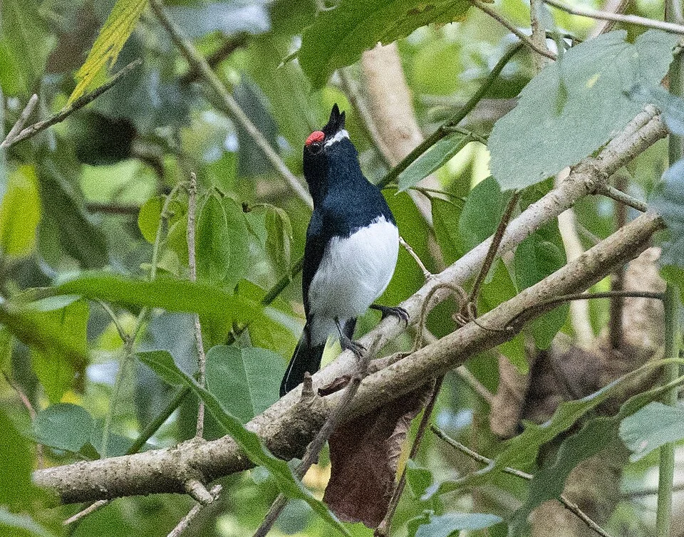 Platysteira laticincta, Cameroon, 2026-04-01 (iNaturalist).