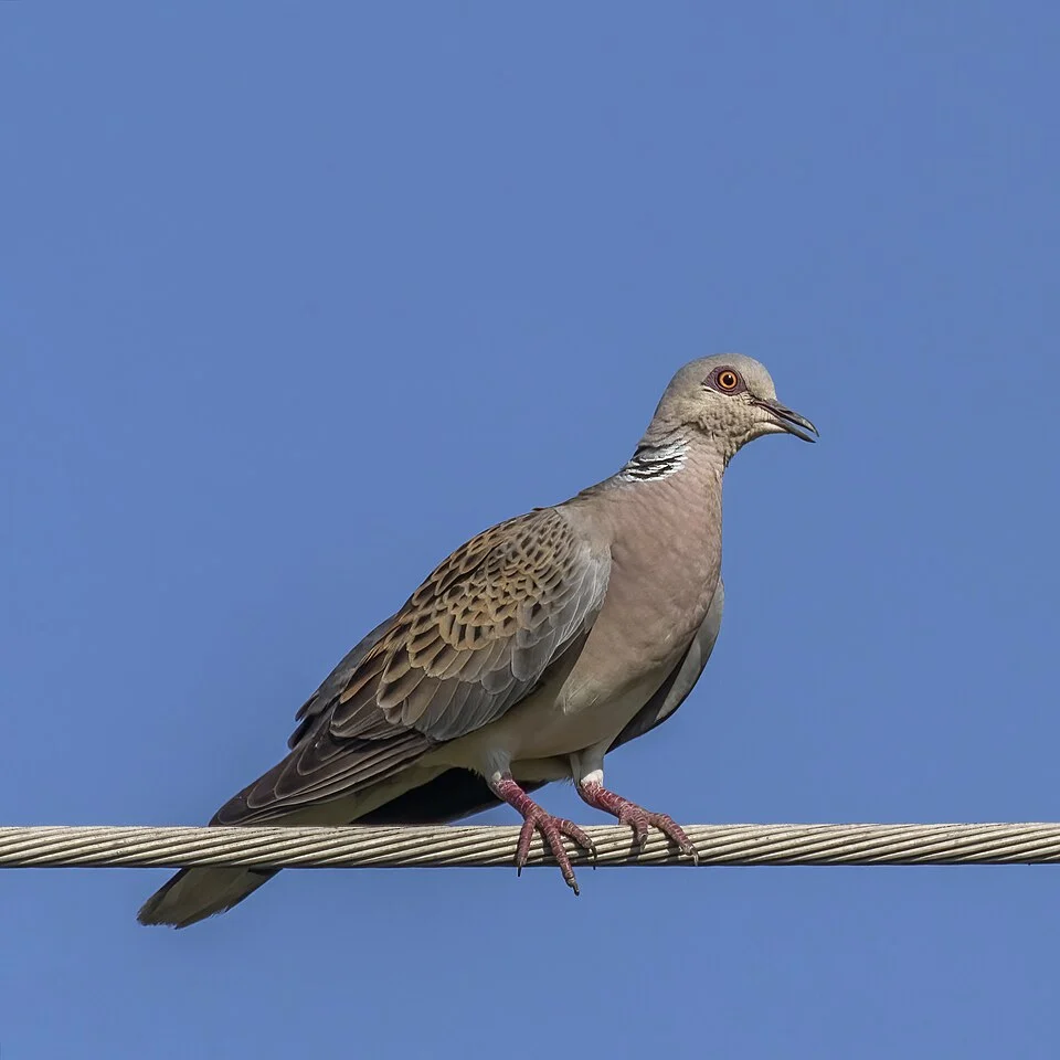 Turtle dove (Streptopelia turtur turtur), Hungary