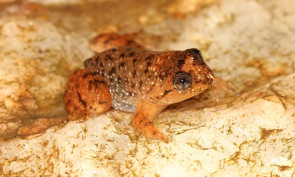 Lankanectes pera is a species of frog in the family Nyctibatrachidae. It is the second species found within the genus Lankanectes. It is endemic to Sri Lanka