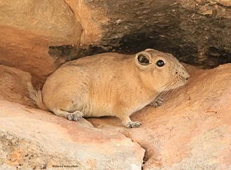 Ctenodactylus (Ctenodactylus spec.)