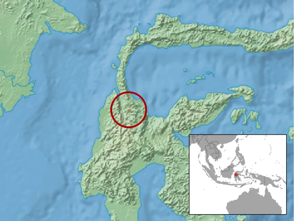 geographic distribution of Tateomys macrocercus