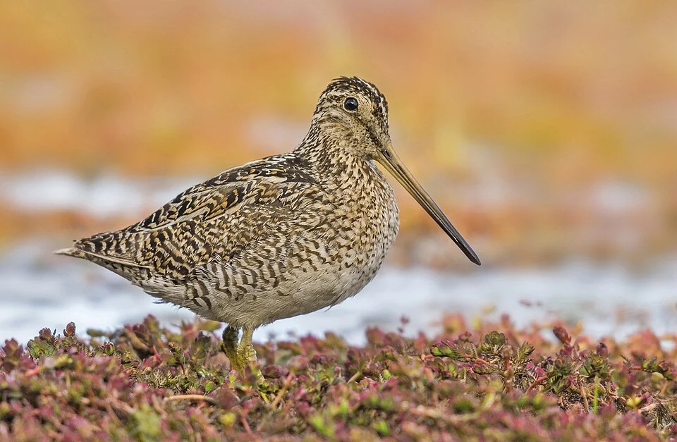 Fuegian Snipe Gallinago stricklandii, Punta Arenas, southern Chile

500px provided description: Snipe in punta arenas [#birds ,#bird ,#chile ,#ave ,#snipe ,#becasina]