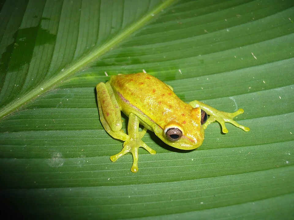 Hypsiboas punctatus in Madre de Dios, Peru. Male.