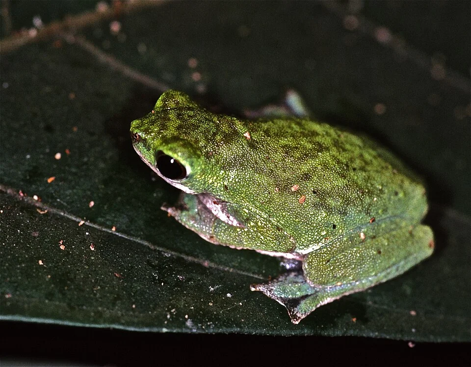 Korup NP, Cameroon