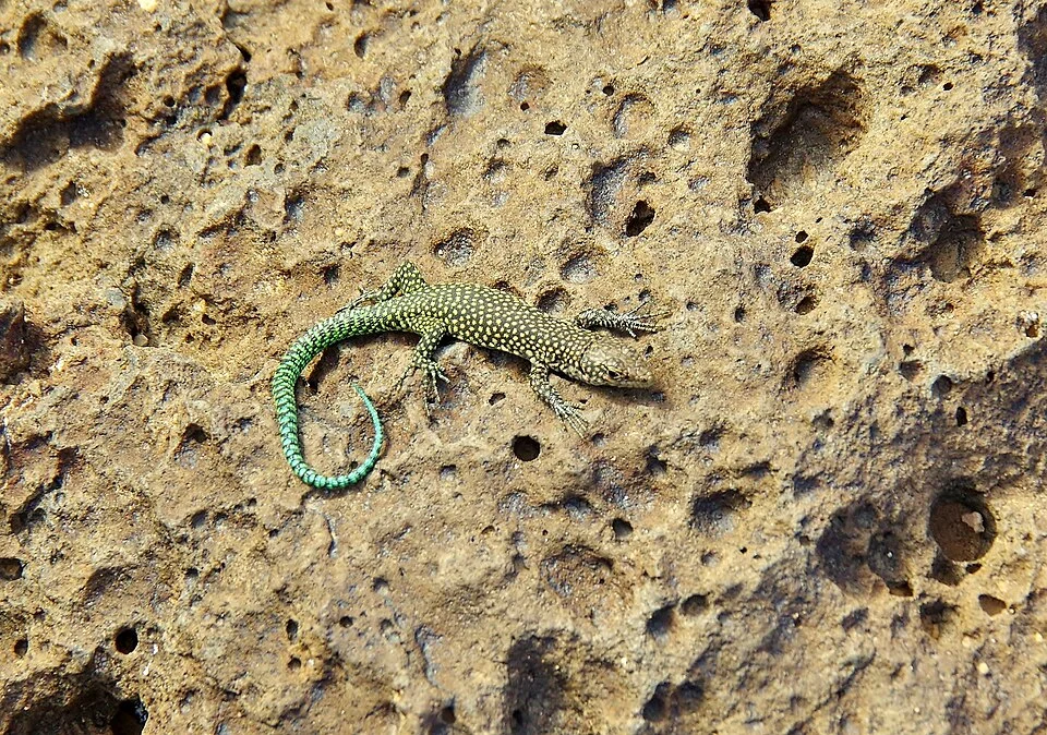 Moroccan Rock Lizard (Scelarcis perspicillata)