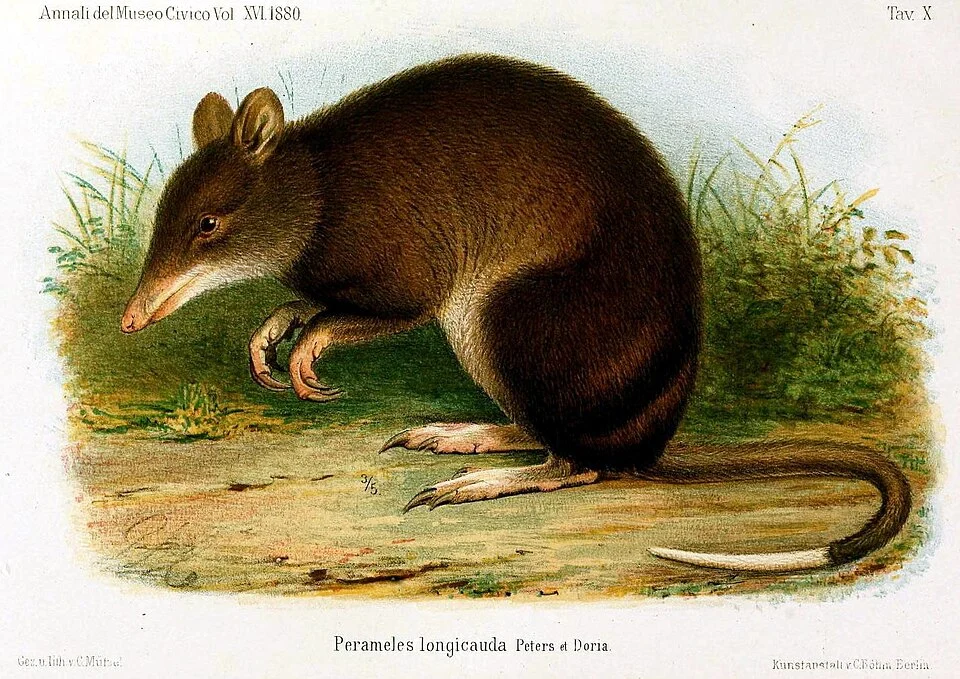 Striped Bandicoot (Microperoryctes longicauda)