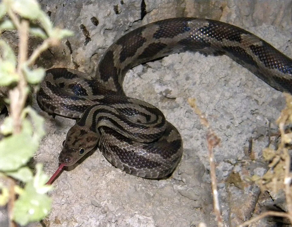 Elaphe flavirufa at Merida, Yucatan, Mexico