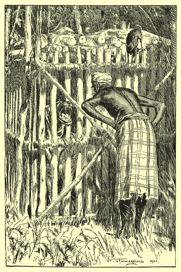 Townsend’s mouse-deer above a wooden trap holding the tiger while a man stands outside
