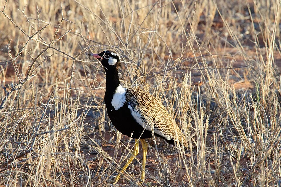 A White-quilled Bustard (also known as Northern Black Korhaan) in Kalahari Desert, South Africa.