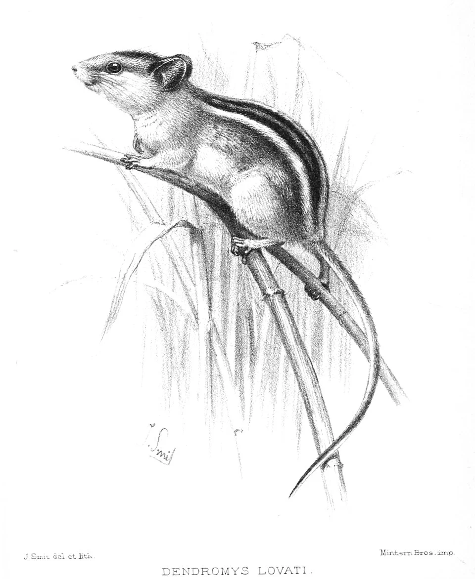 Dendromus lovati