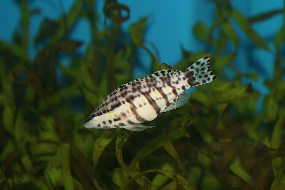 The Harlequin Bass (Serranus tigrinus) is an unusual striking yellow and black mottled color on the ventral side, with black and white mottling on the dorsal half. The Harlequin Bass can be found in the Western Atlantic,Bermuda and southern Florida, USA to northern South America, throughout the Caribbean, including Antilles.