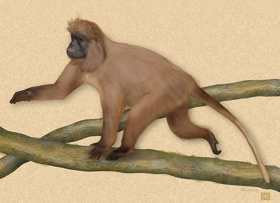 Full-body view of Lophocebus kipunji (Ehardt et al. 2005 sp. nov.). Note the animal's long fur, coat color, lighter area on chest and distal tail and characteristic tail carriage. The artist's reconstruction was drawn from research video taken by C. L. Ehardt in Tanzania in the Ndundulu Forest of the Udzungwa Mountains and in the Southern Highlands.