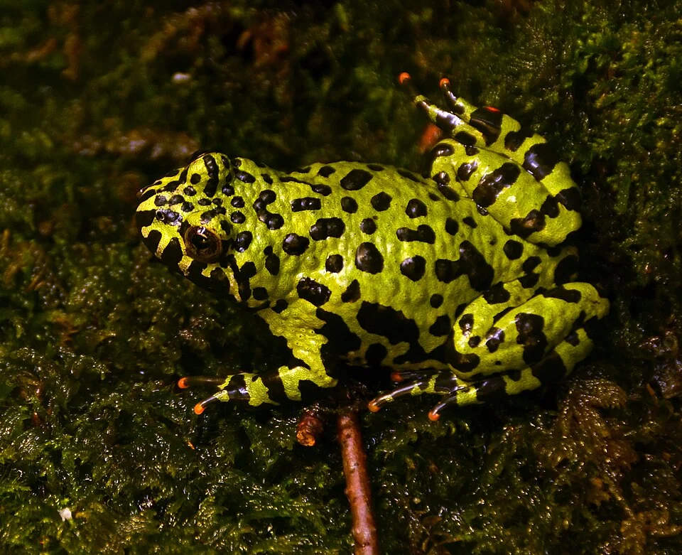 Crapaud sonneur asiatique ( Bombina orientalis ). Exposition "Reptiles du monde" à Palexpo, à Genève, en Octobre 2014.