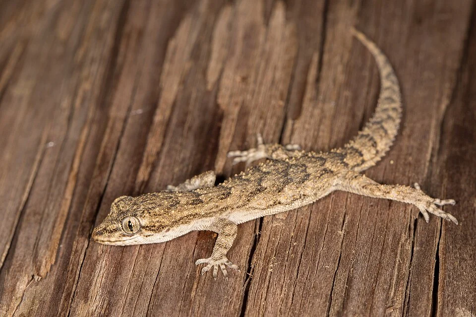 Eastern Mediterranean Thin-toed Gecko (Mediodactylus orientalis) in Cyprus