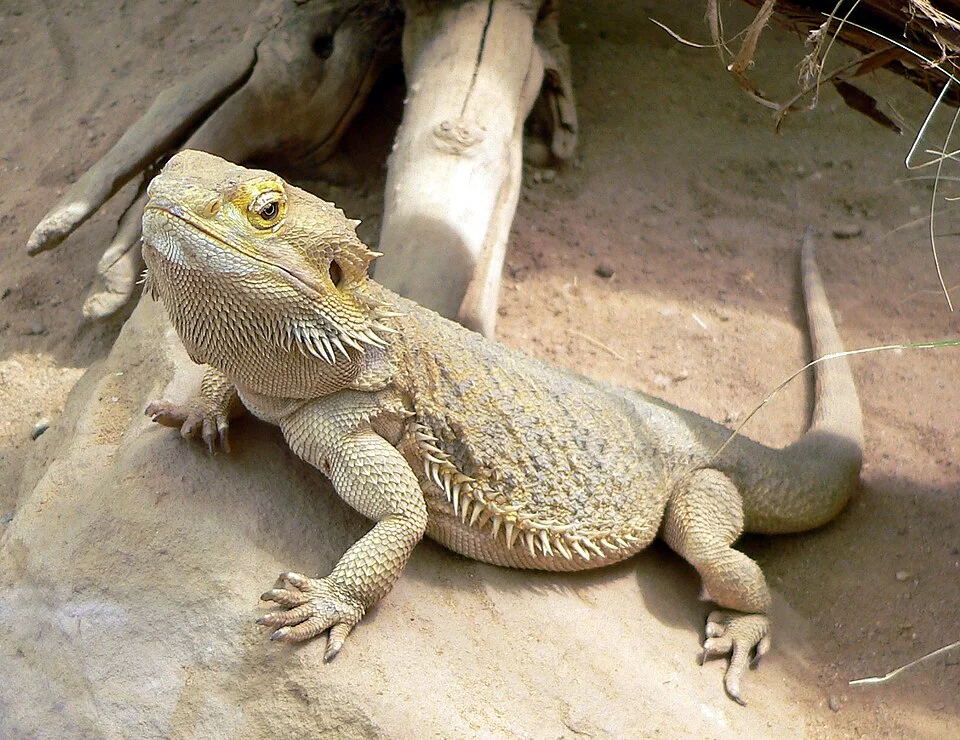 Bartagame, Amphibolurus vitticeps, bearded dragon, so benannt im Frankfurter Zoo