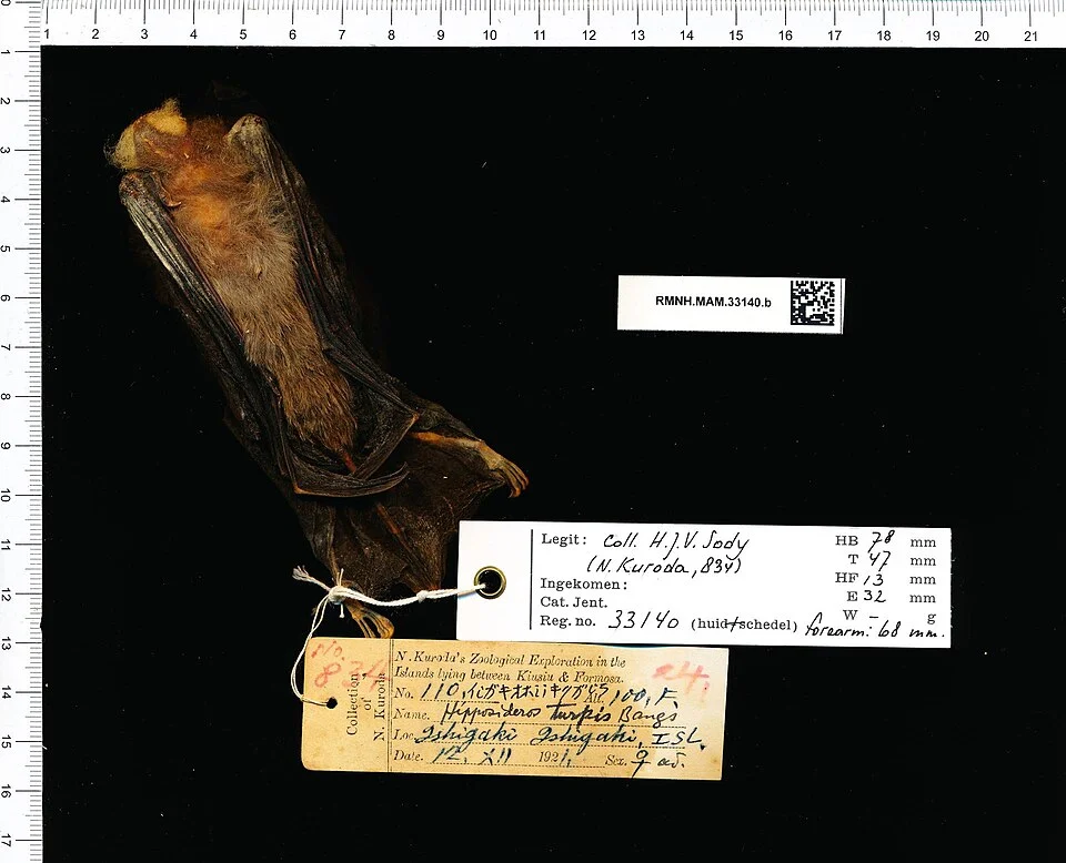 Hipposideros turpis