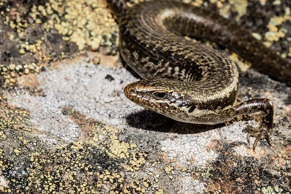 Long-toed skink (Oligosoma longipes) in New Zealand