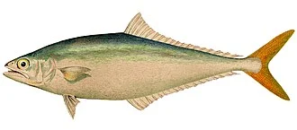 Oligoplites saurus (Bloch & Schneider). Leather-Jack; Zapatero
Subject: Carangidae, Oligoplites
Tag: Fish