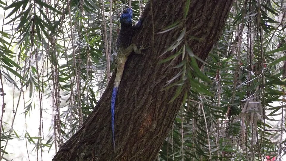 Agama in a tree, at the Rwenzori Mountaineering Services HQ, near Kasese.