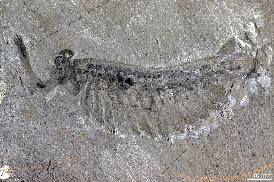 Opabinia