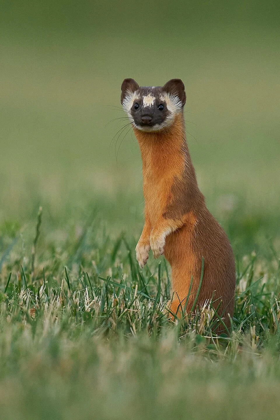 Photo of Long-tailed Weasel (undefined) uploaded from iNaturalist.