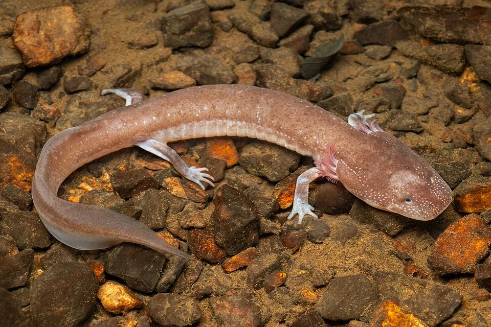 Adult from Tennessee. Photograph by Benjamin W. Genter.