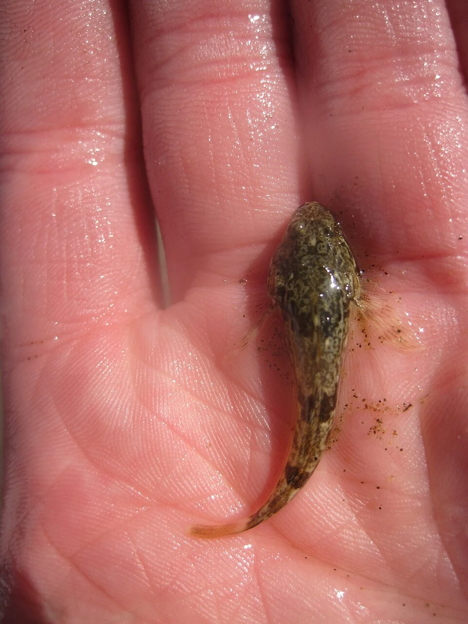 Juvenile Cottus aleuticus from w:Morro Bay, w:California