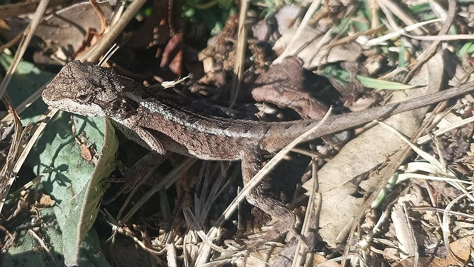 Kumaon Mountain Lizard (Japalura kumaonensis)