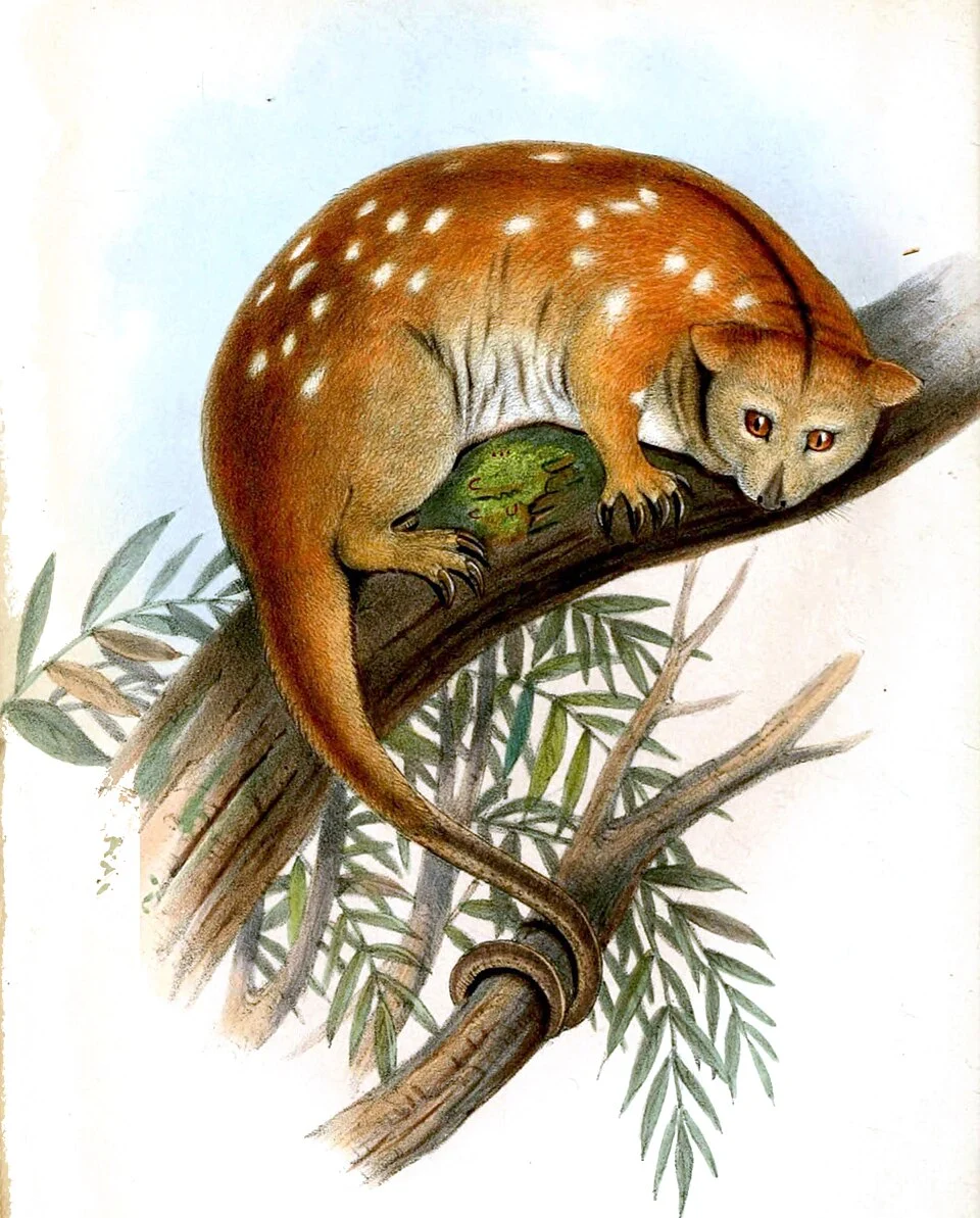 Cuscus ornatus = Phalanger ornatus