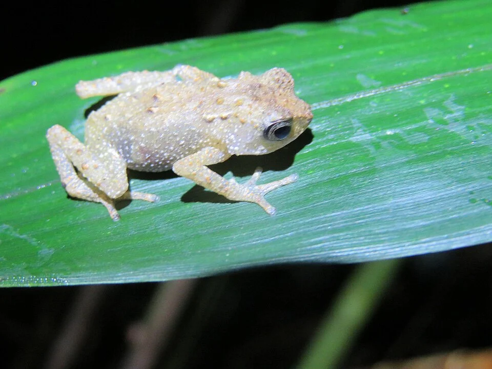 Tornier's Forest Toad (Nectophrynoides tornieri)
