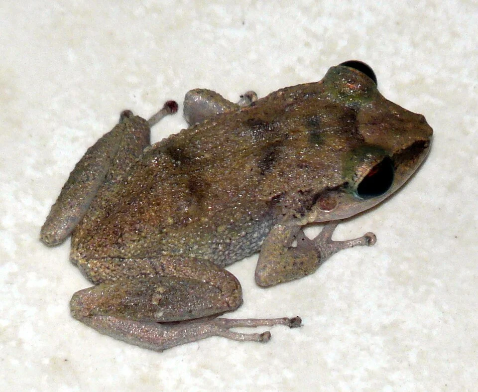 Photo of Spaldings Robber Frog uploaded from iNaturalist.